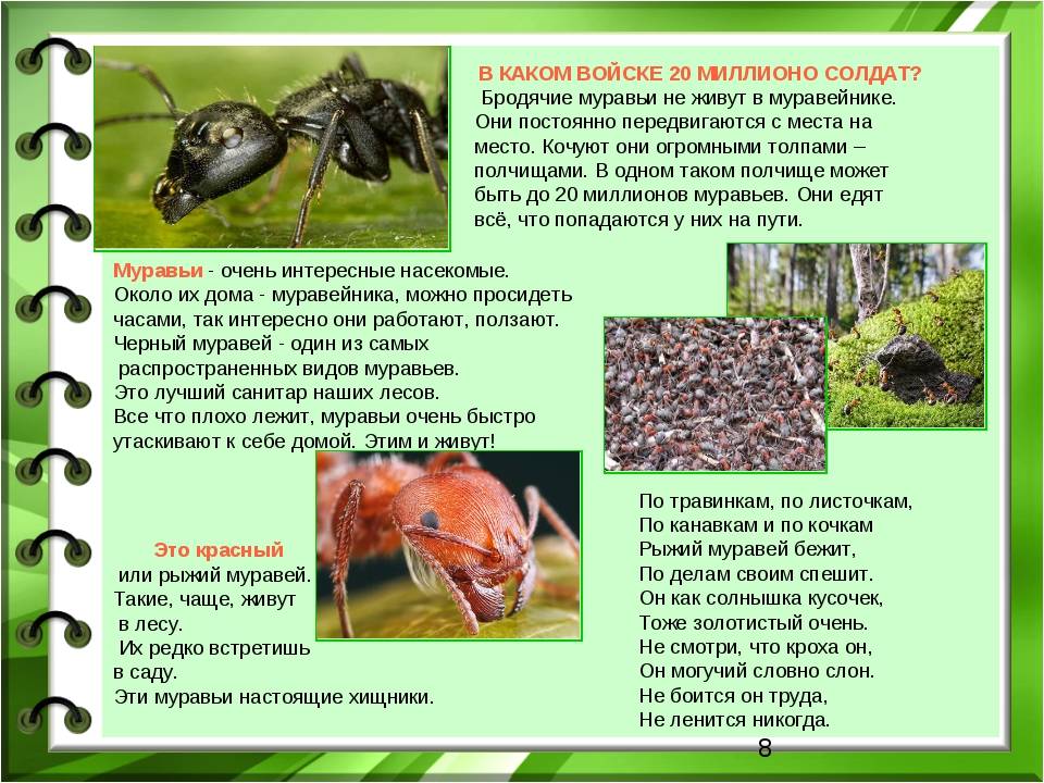 Виды муравьёв - фото и описание, отличия, польза и опасность