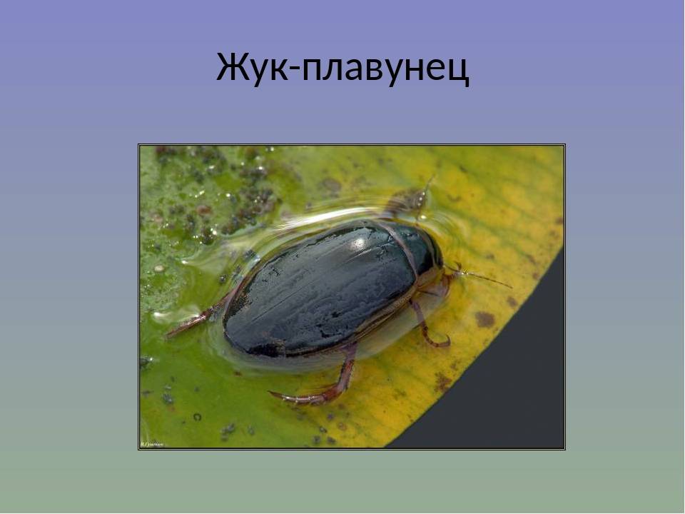 Чем питается жук плавунец: свирепый водоплавающий хищник