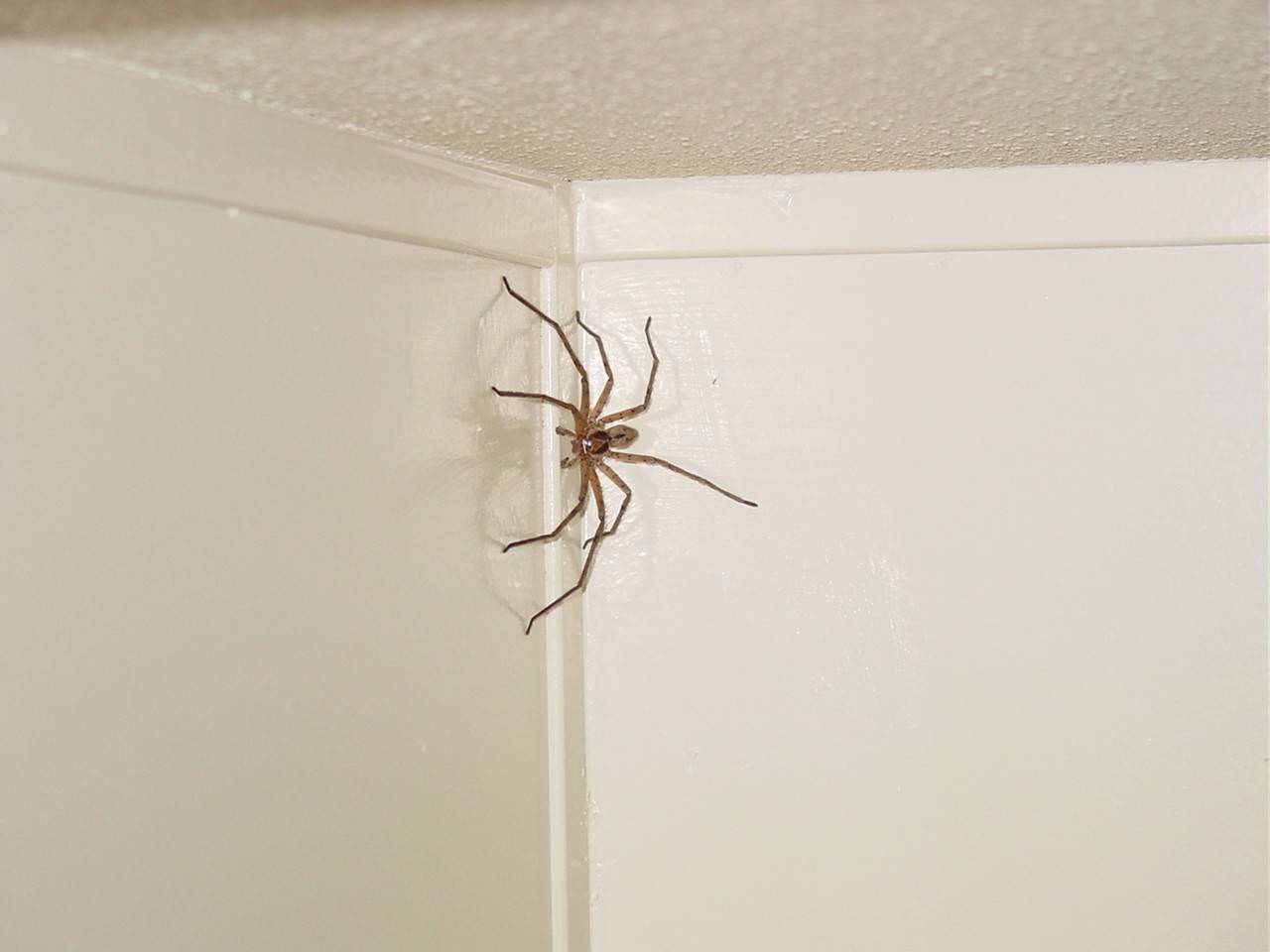 Домашние пауки: виды, сколько живут и как от них избавиться в квартире, частном доме