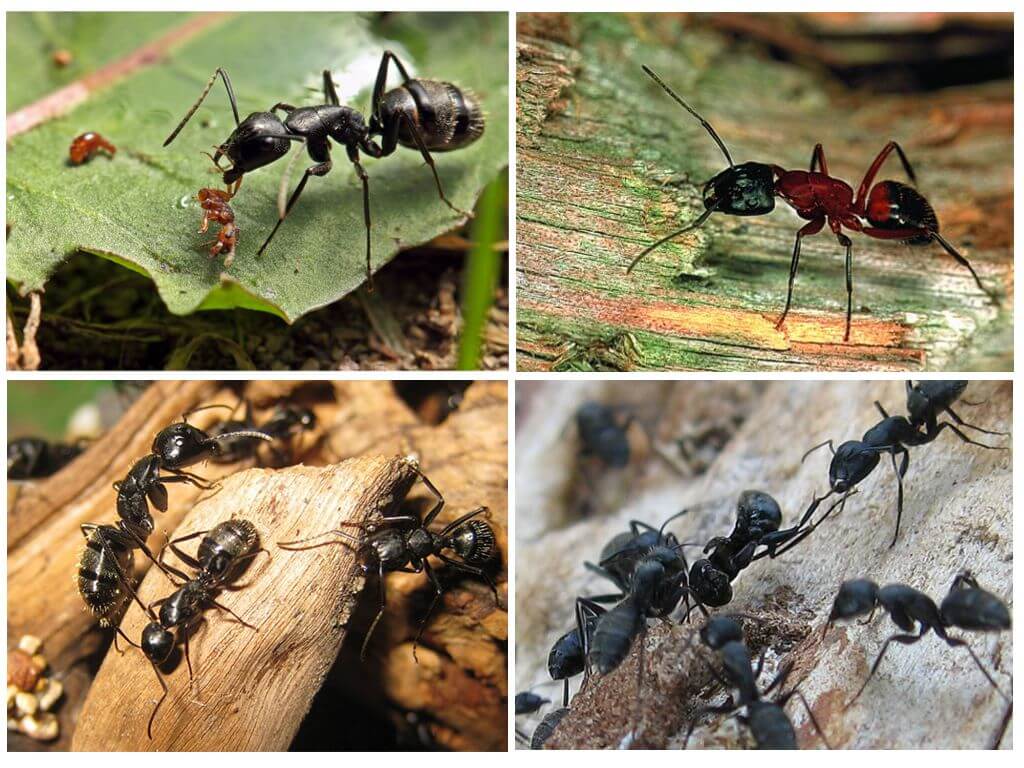 Схема строения тела муравья