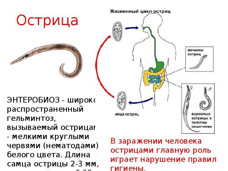 Энтеробиоз у детей - причины заражения, симптомы, лечение, опасность заболевания, профилактика | см-клиника