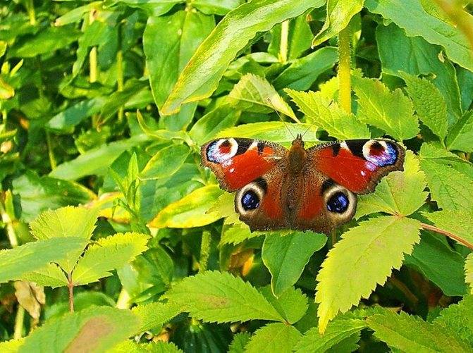 Бабочка павлиний глаз: содержание бабочки в домашних условиях