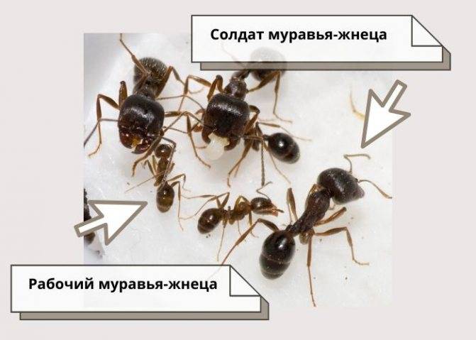 Как размножаются и развиваются муравьи. состав и продолжительность жизни муравьиного семейства