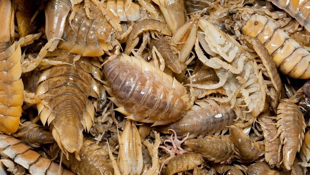 Чёрный таракан насекомое. описание, особенности, виды, образ жизни и среда обитания таракана