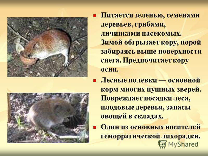 Мышь это животное: какие разновидности бывают, как выглядит?