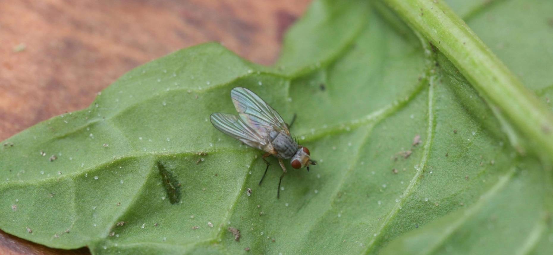 Как бороться с капустной мухой (летняя и зимняя): инсектициды и народные средства