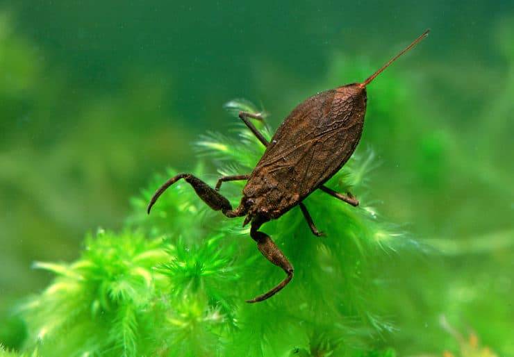 Радужница водная: образ жизни и распространение необычных жуков