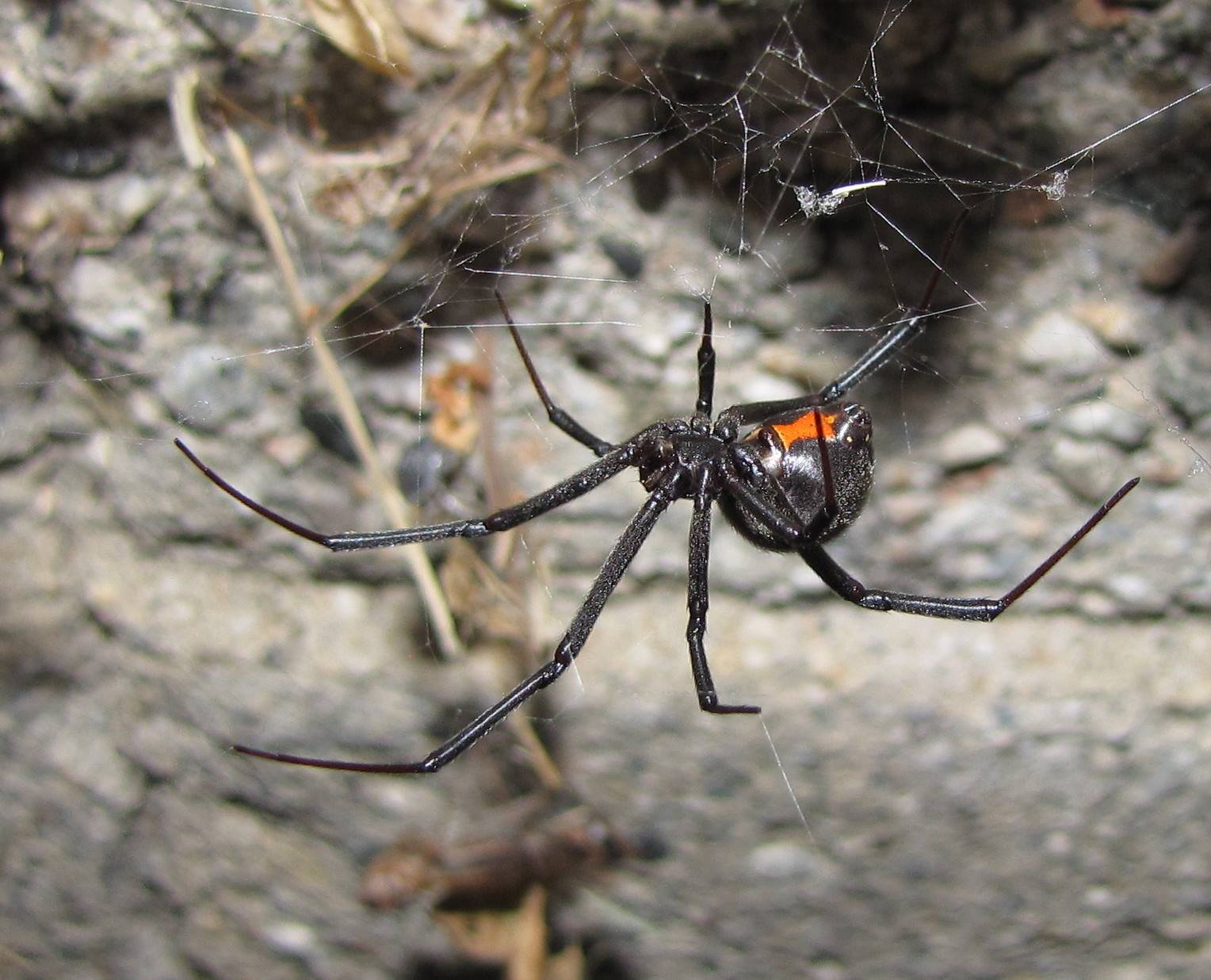 Редкие пауки со всего мира: описания и фото