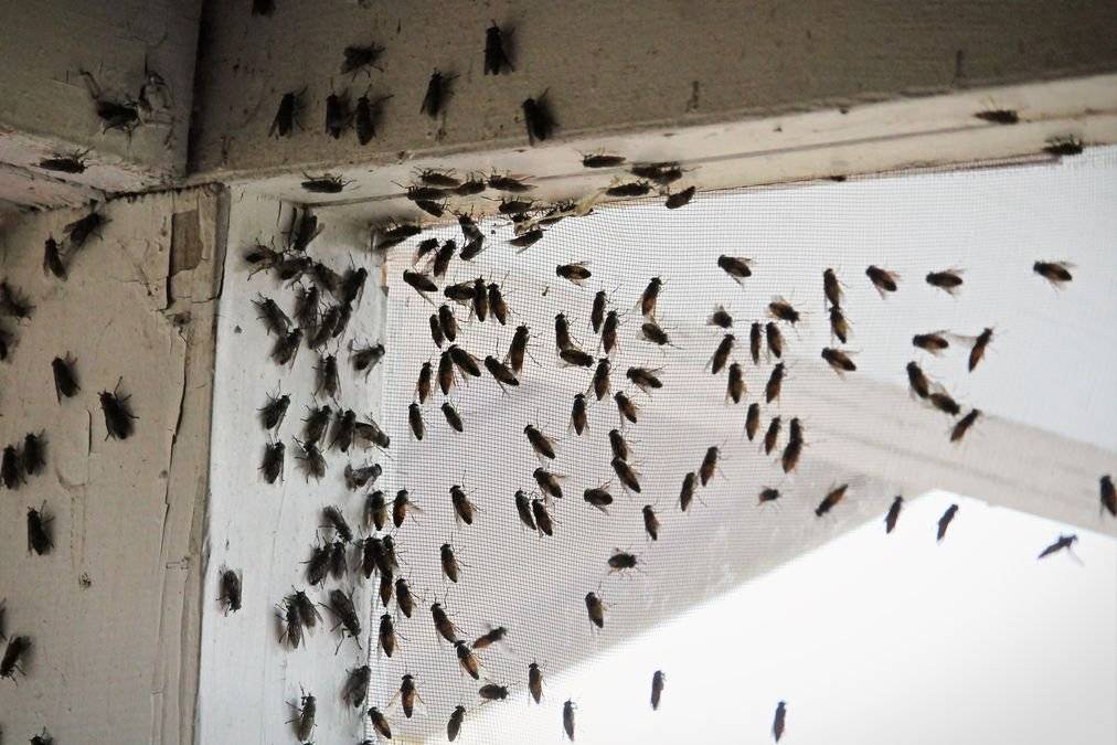 Почему в сентябре на даче в доме или квартире много мух: откуда берутся и как избавиться