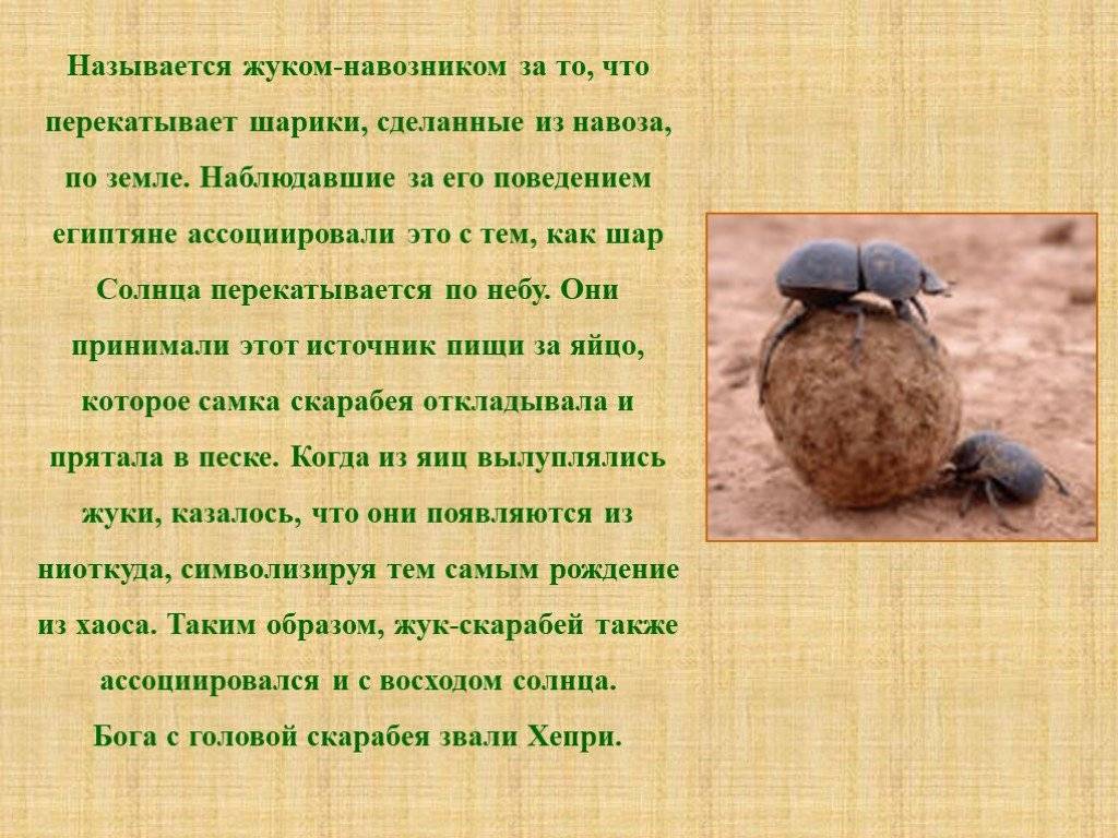 Обыкновенный жук-навозник :: syl.ru