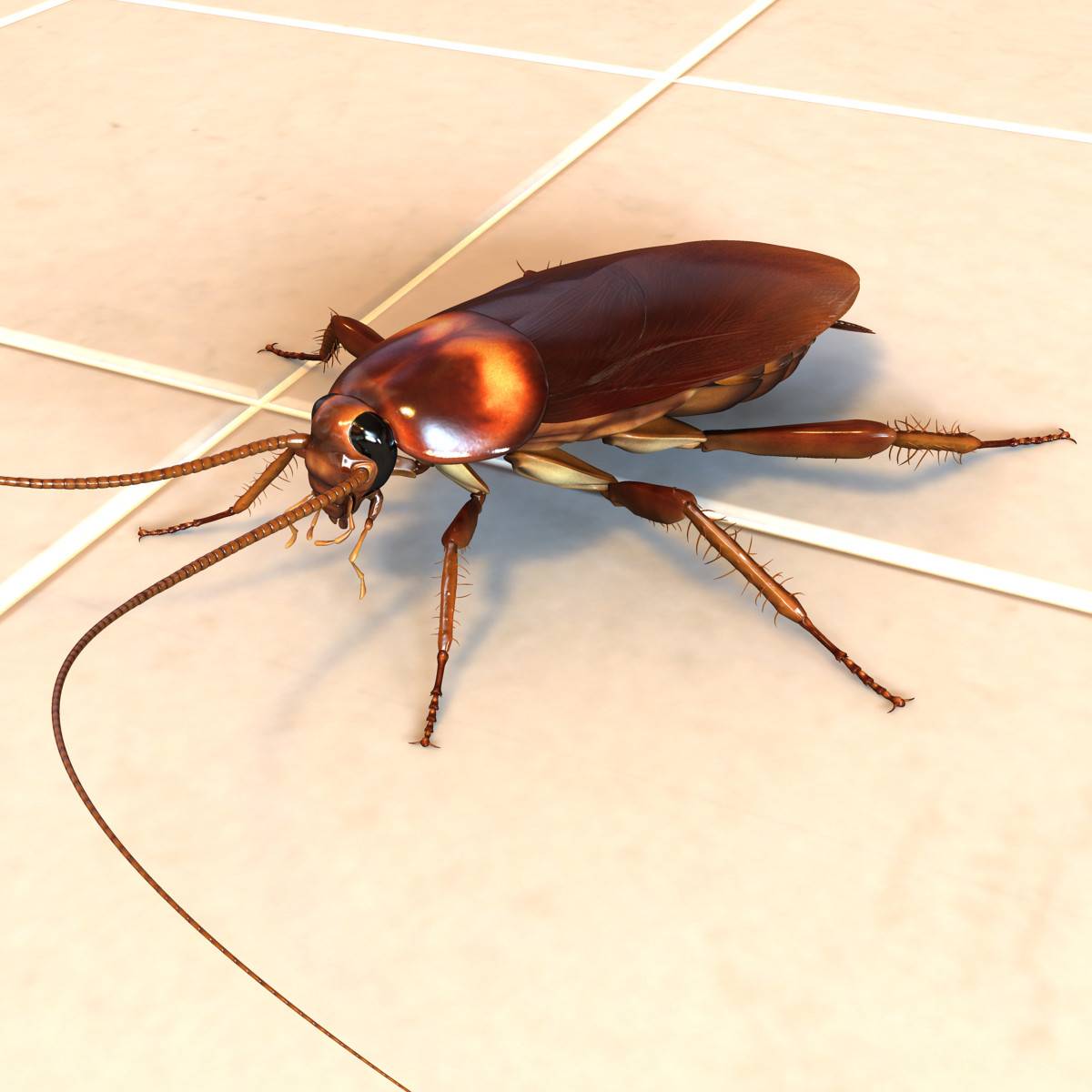 Умеют ли тараканы летать?