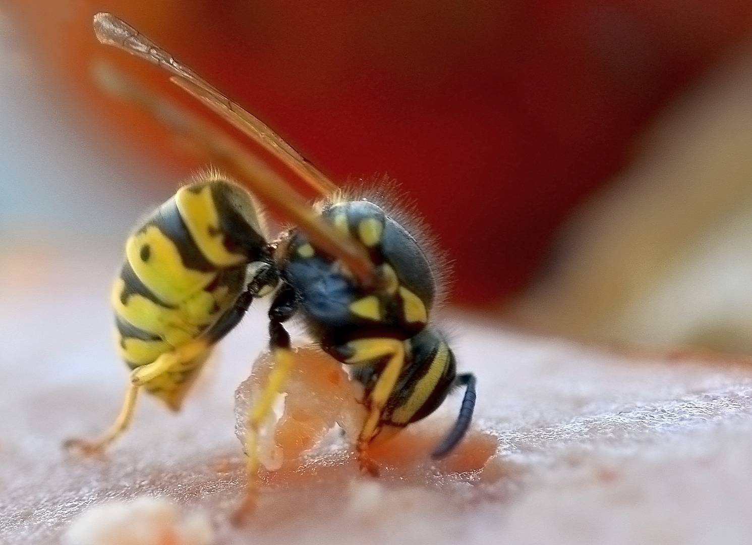 Как зимуют осы: места, спячка, особенности и опасность