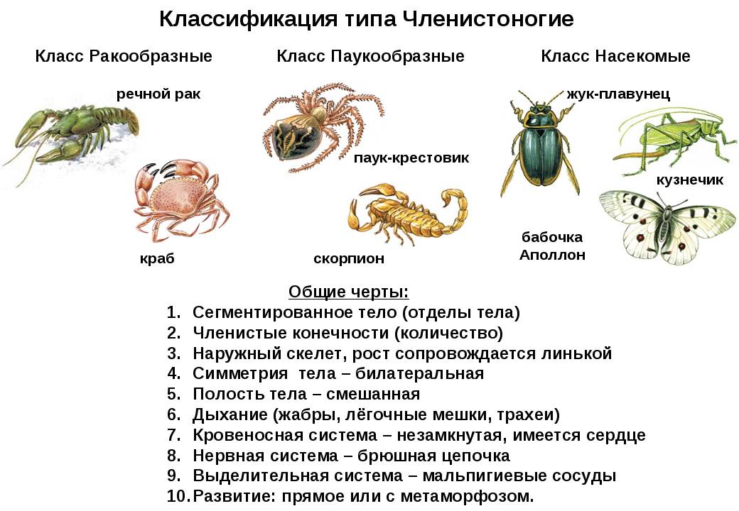 Сообщение на тему «класс паукообразные»: пауки, скорпионы и клещи, характеристика отрядов