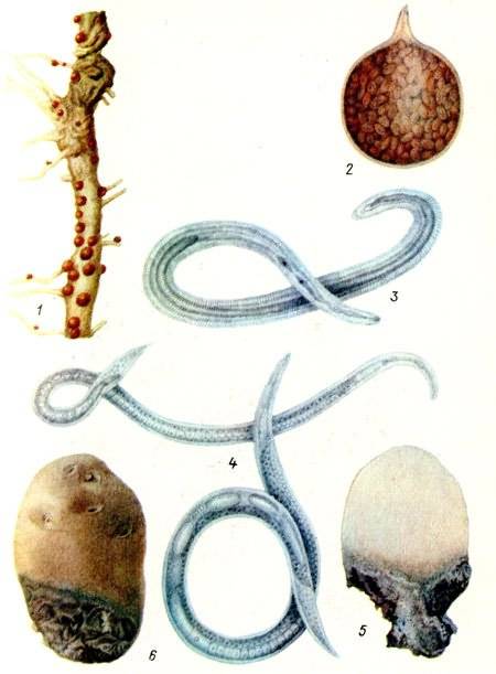 Картофельная нематода и другие виды паразита: характерные признаки и фото