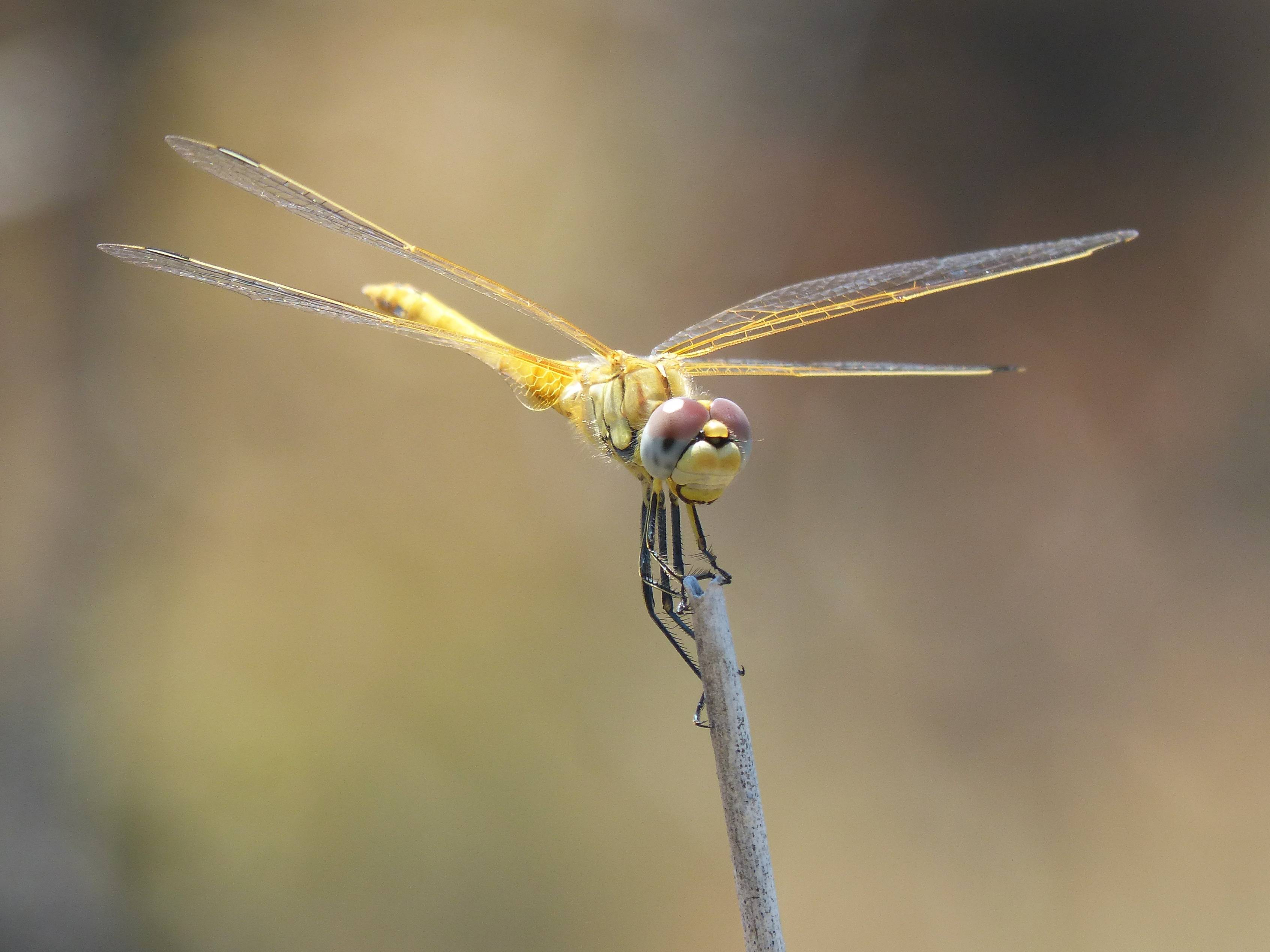 Стрекоза — удивительное насекомое из прошлого. описание, виды, жизненный цикл (фото + видео)