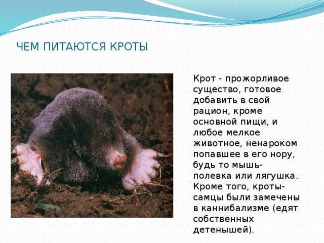 Продолжительность жизни крота: фото животного, органы чувств, описание и среда обитания русский фермер