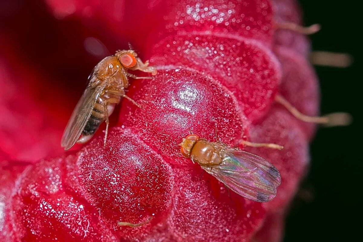 Малиновая муха — борьба с ней