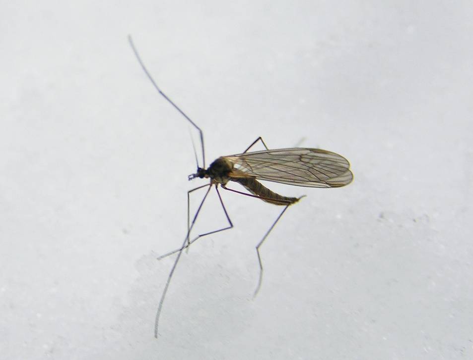 Почему пищат комары: описание и интересные факты