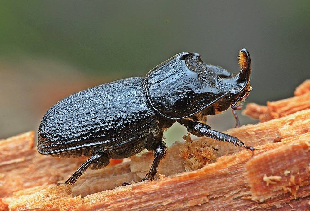 Скарабей жук насекомое. описание, особенности, образ жизни и среда обитания скарабея | живность.ру