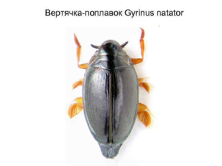 Водные жуки: плавунец, вертячка, плавунчик и другие