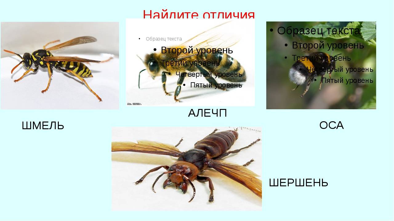 Слепень - особенности и базовые отличия от похожих насекомых (80 фото)