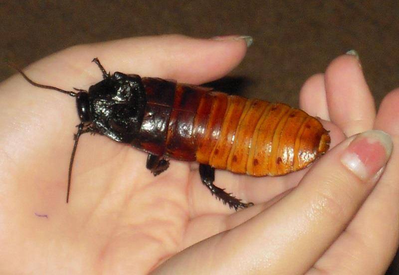 Австралийский таракан? гигант среди насекомых