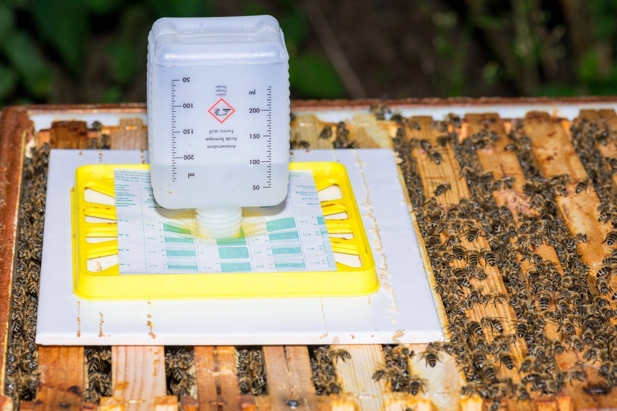 Обработка пчел от клеща осенью - как и чем лучше ' пчелы '