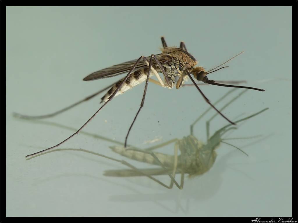 Содовый раствор от укусов комаров для детей и взрослых