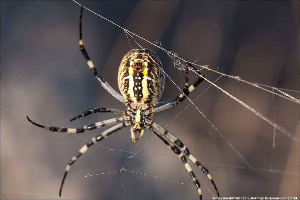 Ядовитые пауки россии: их фото и названия с описанием