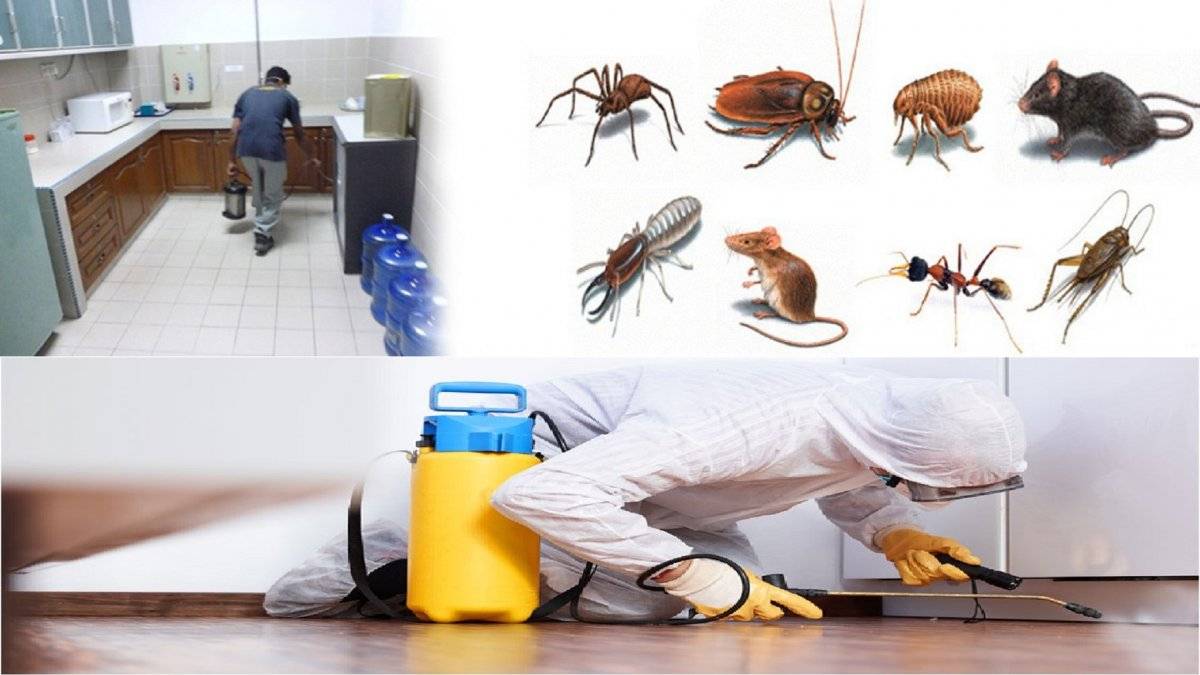 Уничтожение тараканов в квартире