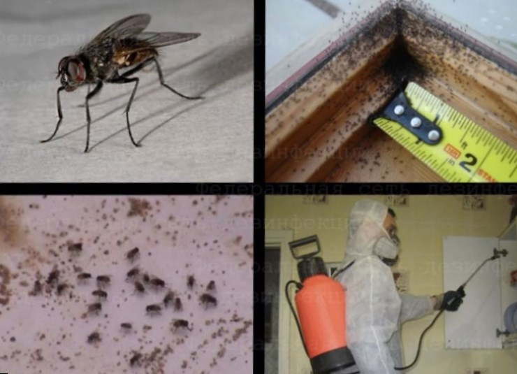 Откуда и почему в квартире появляются мухи: 5 основных факторов