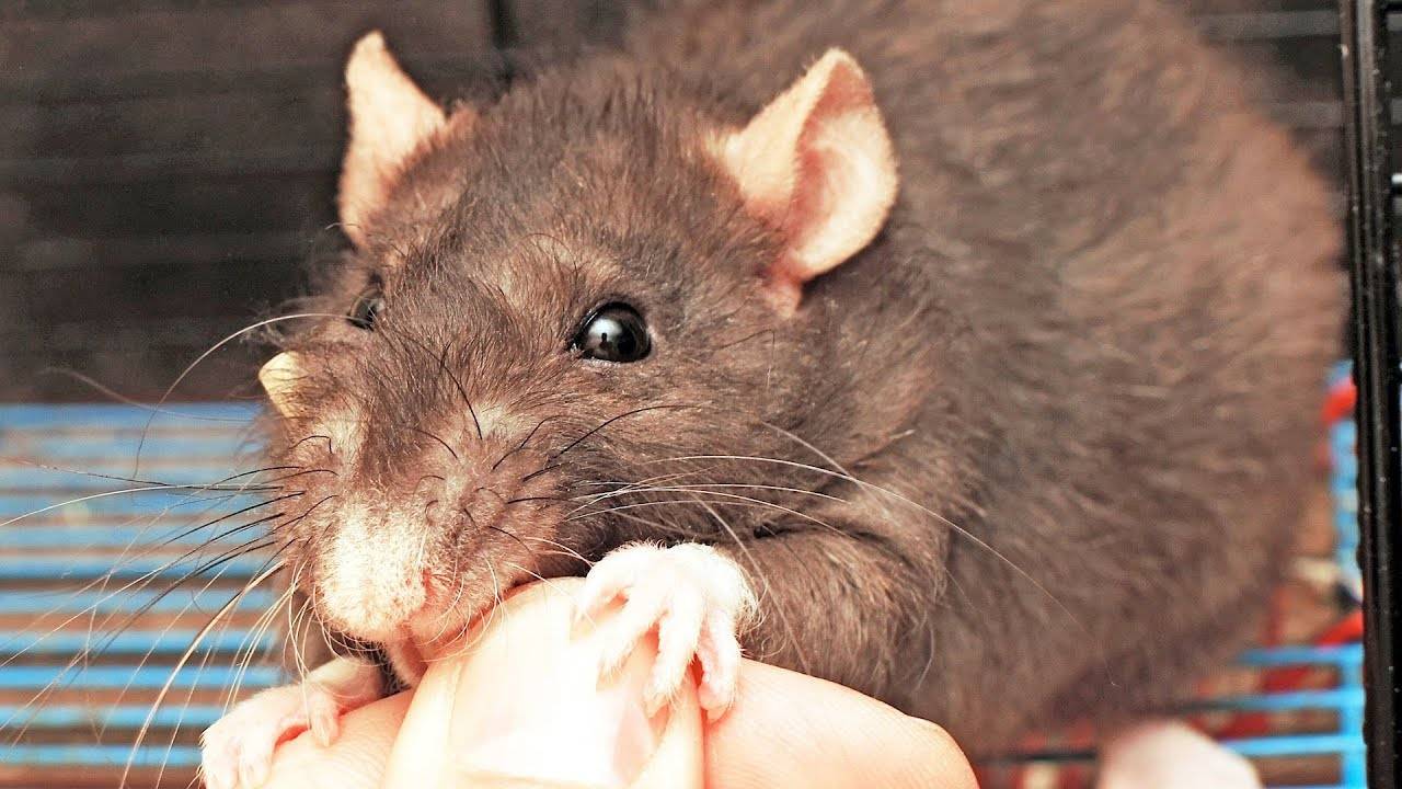 Последствия укусов крыс
