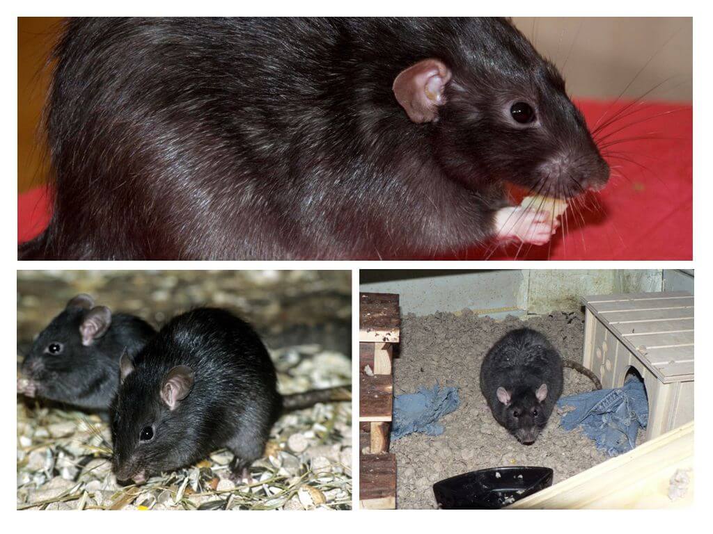 Черные крысы: фотографии и интересные факты о жизни этих грызунов