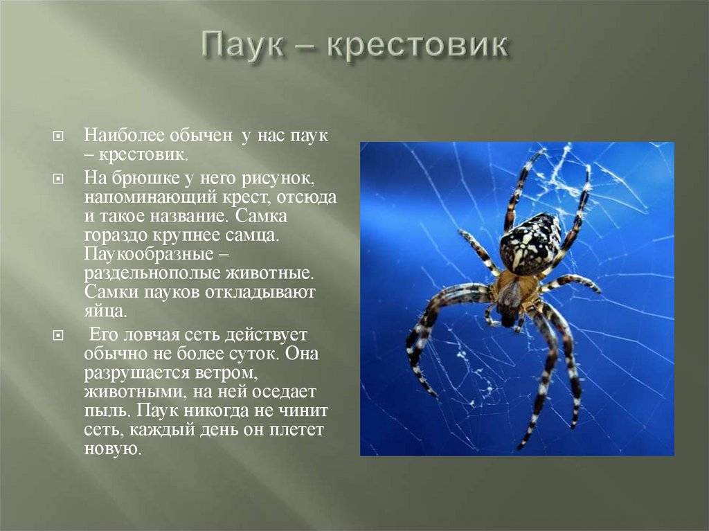 Виды пауков с названиями и описанием +фото, опасность для человека
