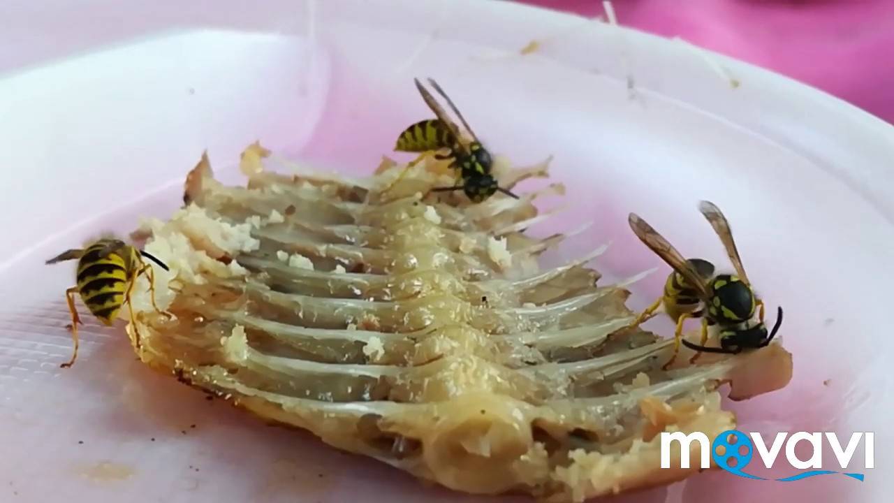 Чем питаются осы в природе и кто ест их, что едят в домашних условиях?