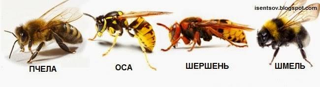 Оса и пчела — различия и сходства, фото - oozoo.ru