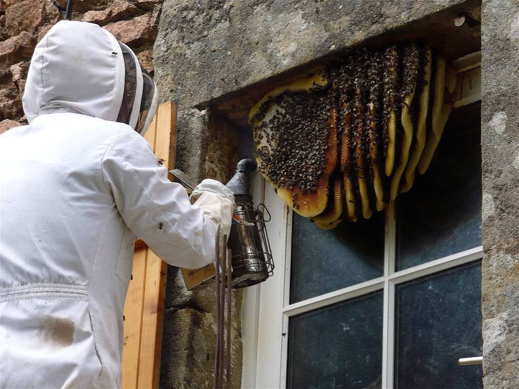Как эффективно избавиться от пчел?