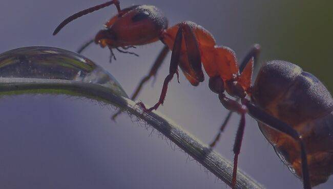 К чему снится муравьи?