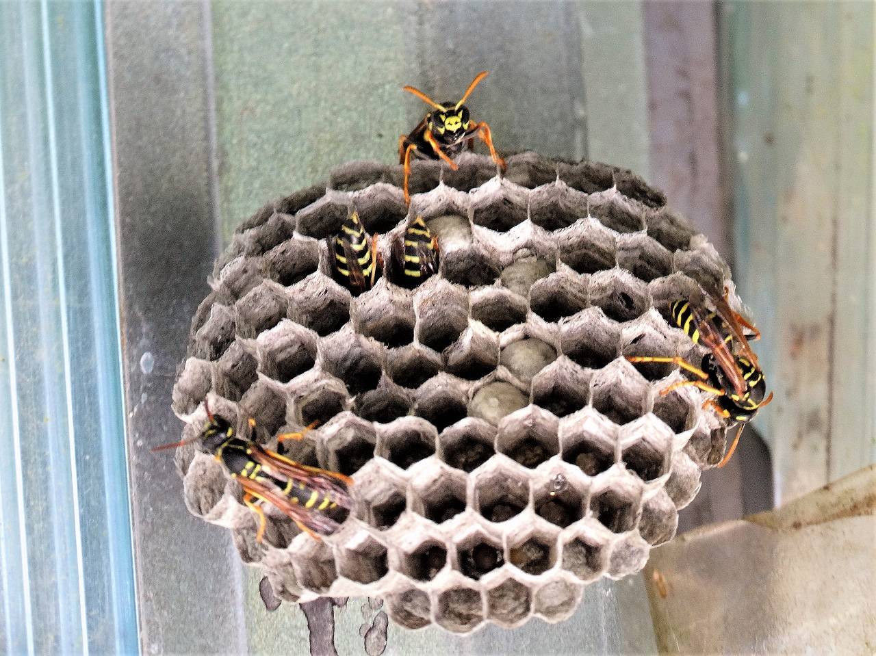 Как устроено гнездо осы, и каким образом оно используется в медицине?