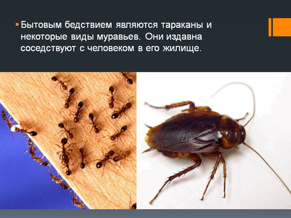 Тараканы в частном доме - откуда берутся, как избавиться раз и навсегда