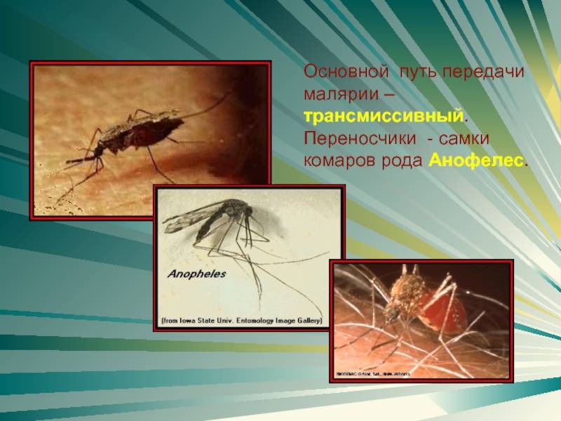 Комар — кровососущее насекомое: описание, жизненный цикл, ареал распространения, особенности строения