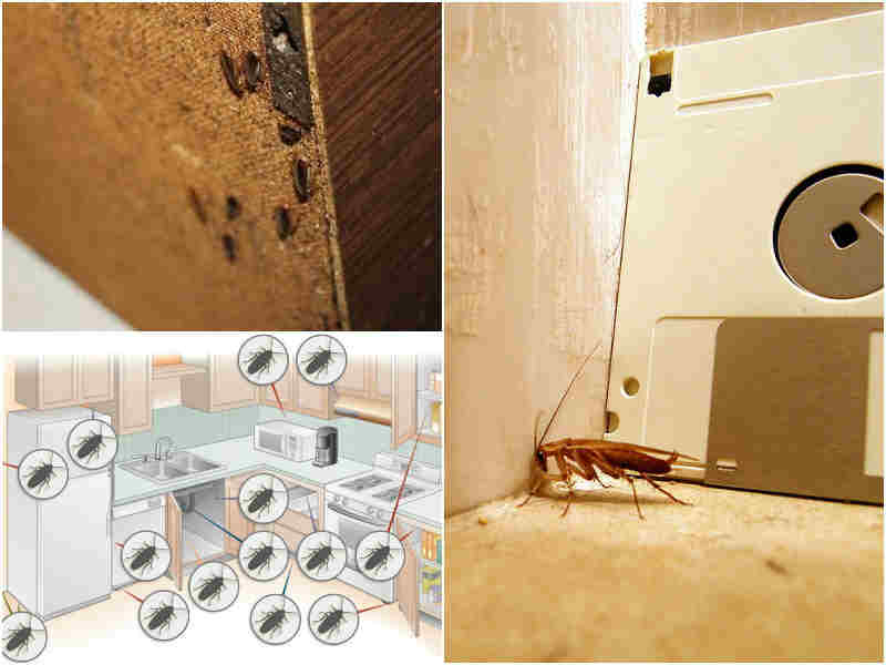 Где живут и прячутся тараканы, как найти их гнездо в квартире? | disinsection-service.ru