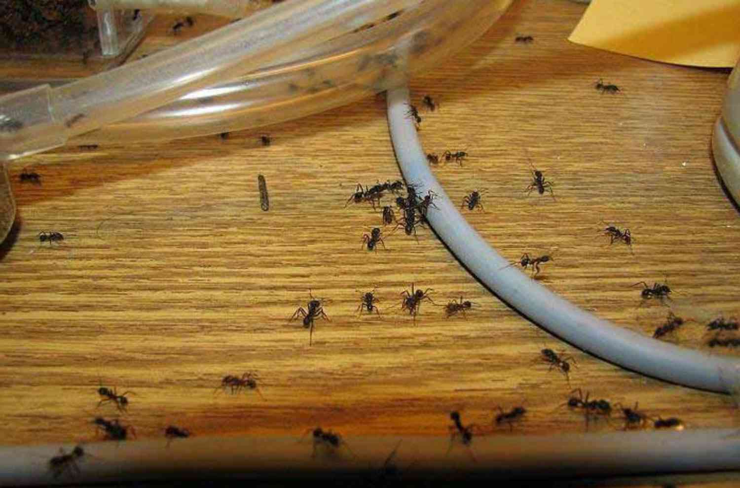 Как избавиться от маленьких рыжих муравьев в квартире навсегда