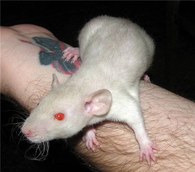 Новорожденные крысята — развитие, уход и кормление детенышей крыс