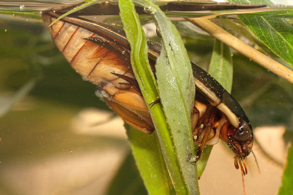 Плавунцы: хищные насекомые водоёмов, их развитие от личинки до жука