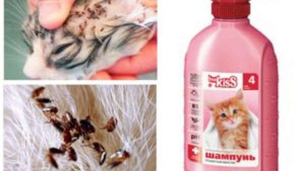 Дегтярное мыло от блох у кошек и котов