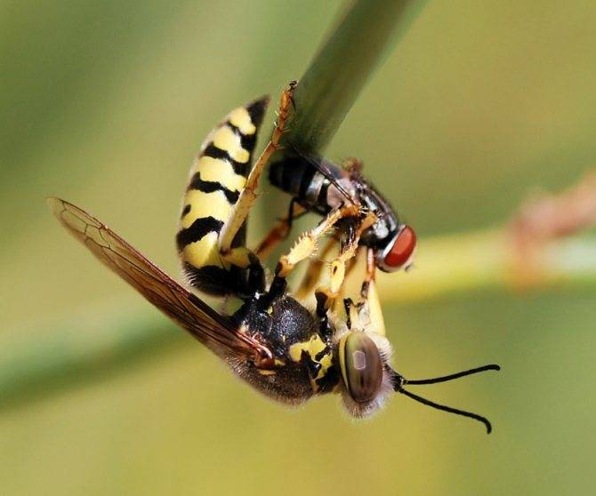 Чем питаются мухи в природе и в домашних условиях?