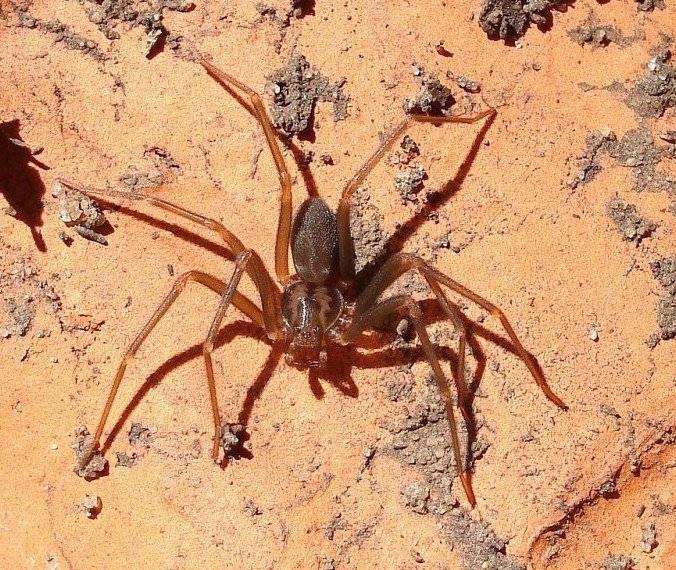 Топ-7 самых опасных пауков в мире: фото, видео, описание