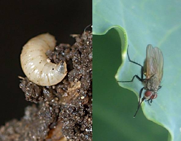 Как бороться с капустной мухой в огороде