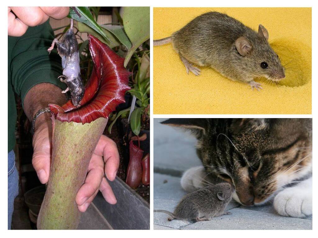 Что едят мыши - на какую приманку ловить грызунов